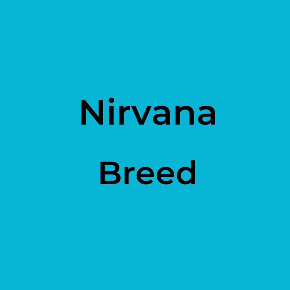 Nirvana - Breed